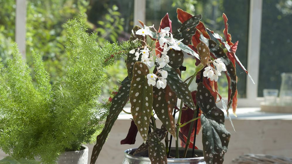 Točkasta begonija osvaja svojim neobičnim listovima