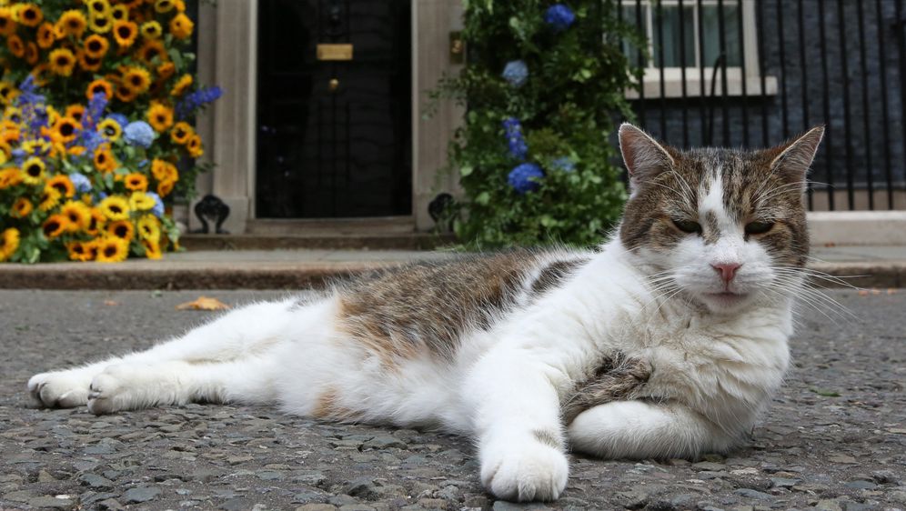 Mačak Larry maskota je Kabinetskog ureda Ujedinjenog Kraljevstva Velike Britanije i Sjeverne Irske