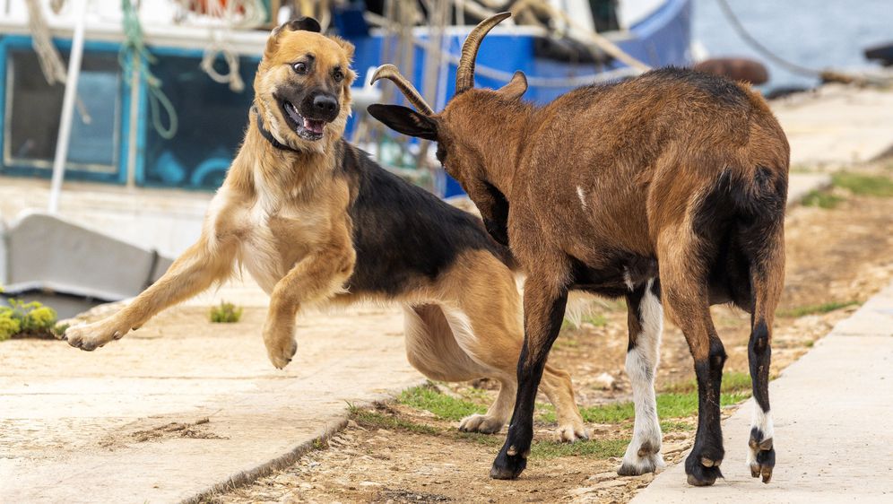 Neobično prijateljstvo u Puli između psa, ovčarke Lee i koze Anke-Porculanke