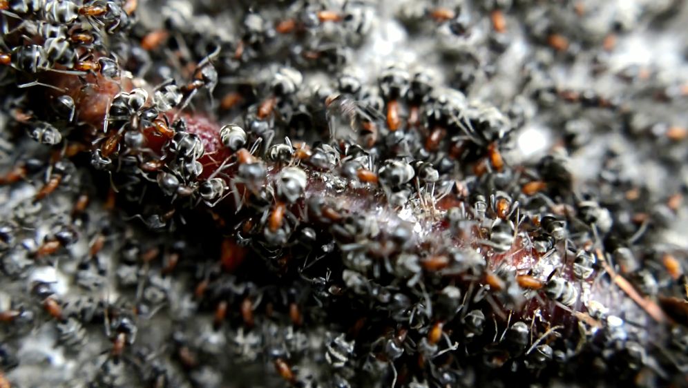 Mnoštvo mrava