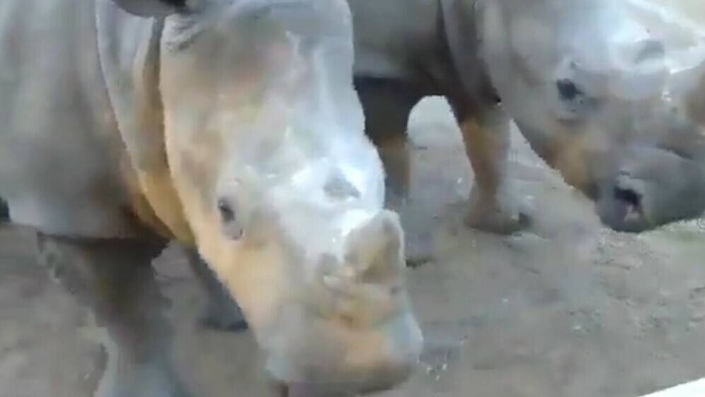 Mladunci nosoroga