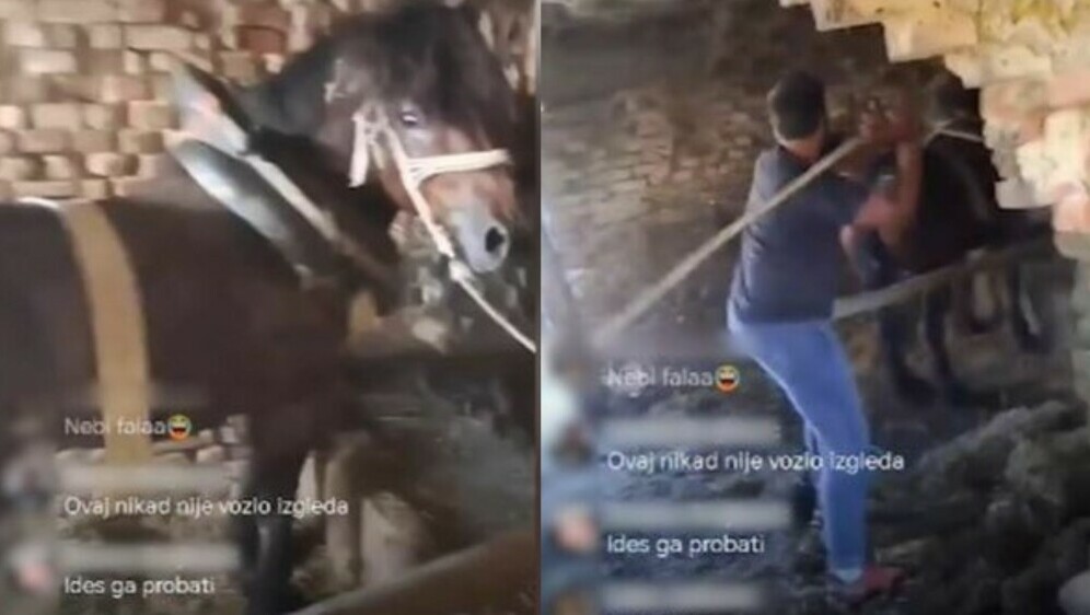 Zlostavljanje konja
