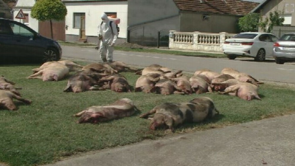 Mrtve svinje - 2