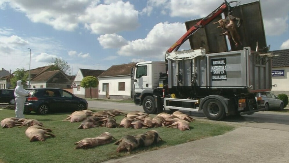 Nova pravila za uzgoj svinja, ilustracija - 5