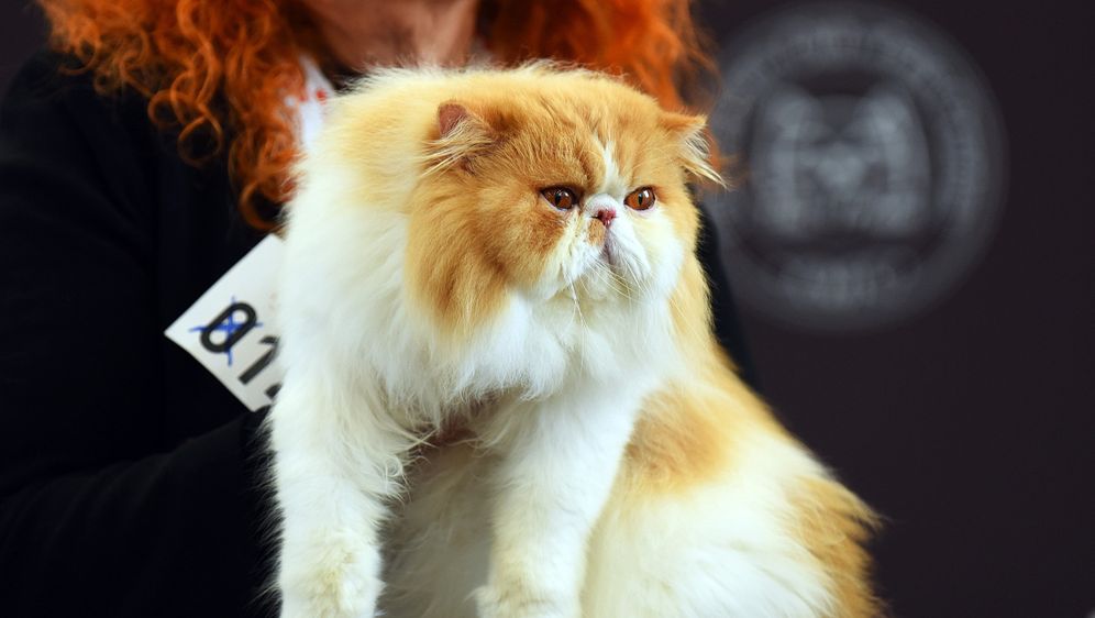 Četverogodišnji perzijski mačak Antoshka nadimka Ante sveukupni je pobjednik svjetske izložbe mačaka