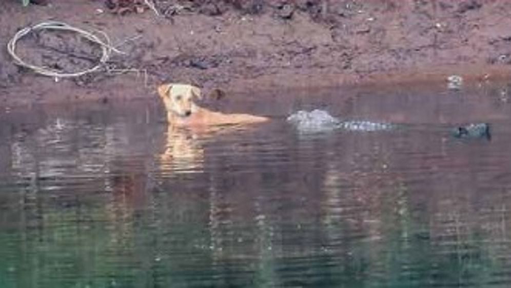 Krokodil pomaže psu da prepliva rijeku
