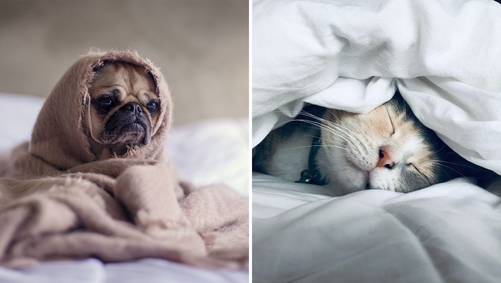 mačka i pas zamotani u posteljinu za spavanje