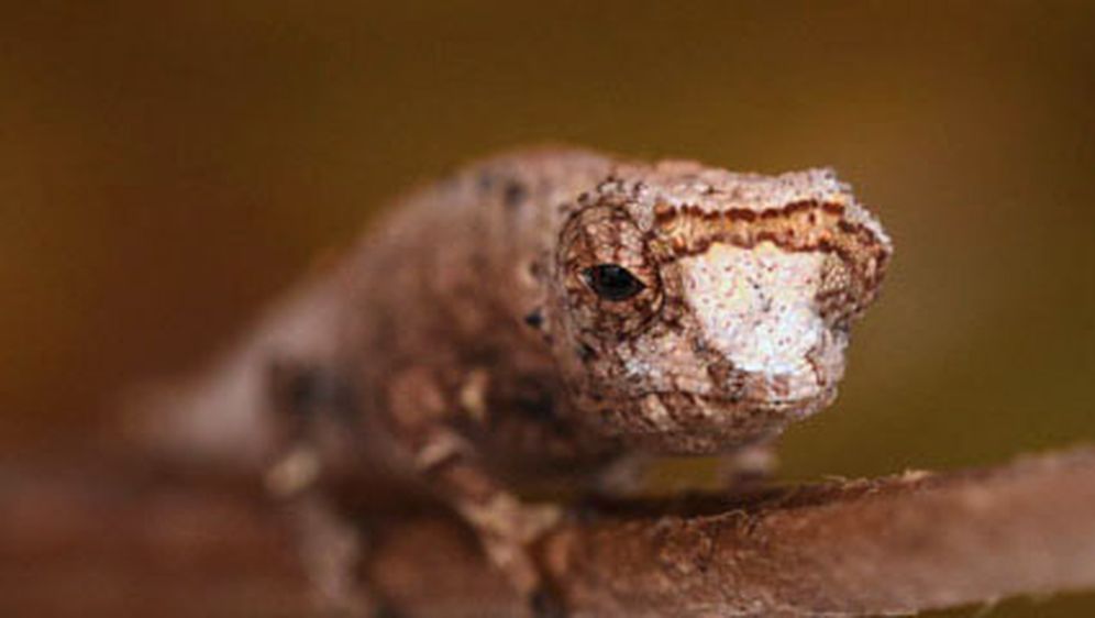 Brookesia nofy