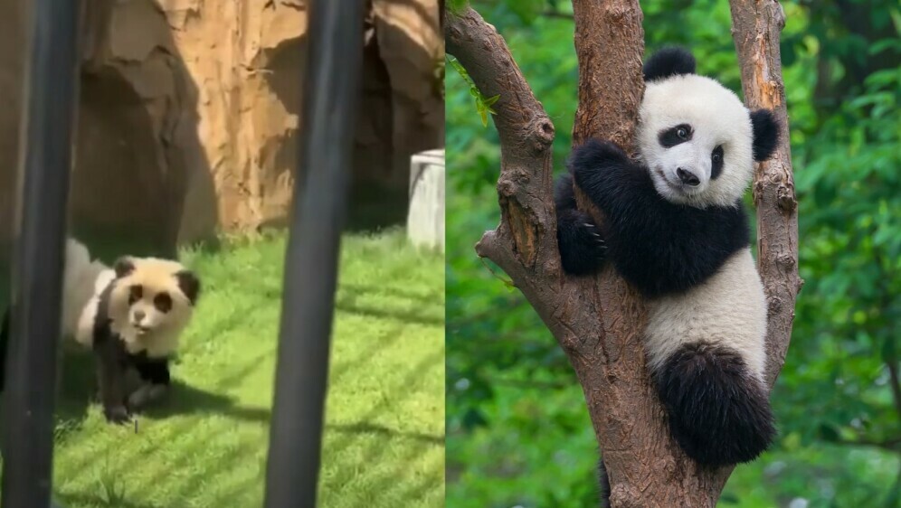 Životinja koja predstavlja pandu u zoološkom i prava panda