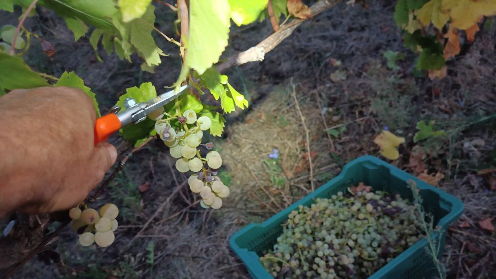 Festival prirodnihvina Alterego - 2