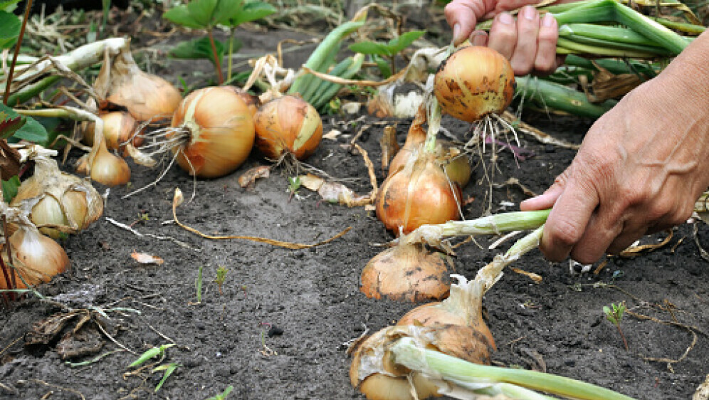 Plantaža luka, ilustracija