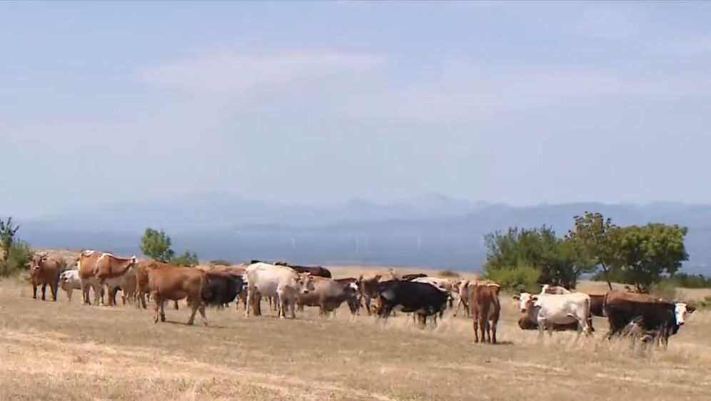 Bedrenica u Drnišu - 1