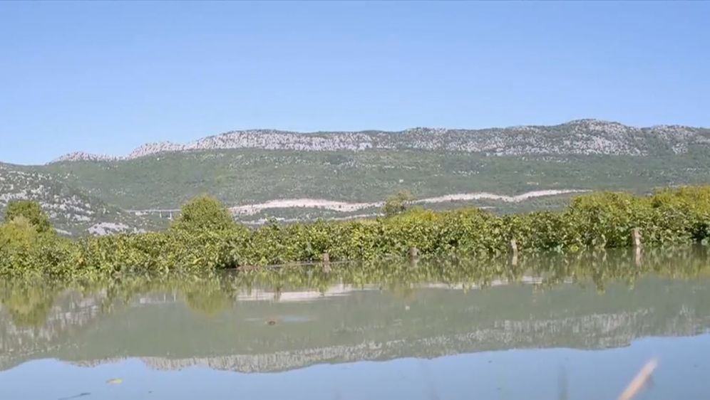 Kiša potopila vinograde - 1