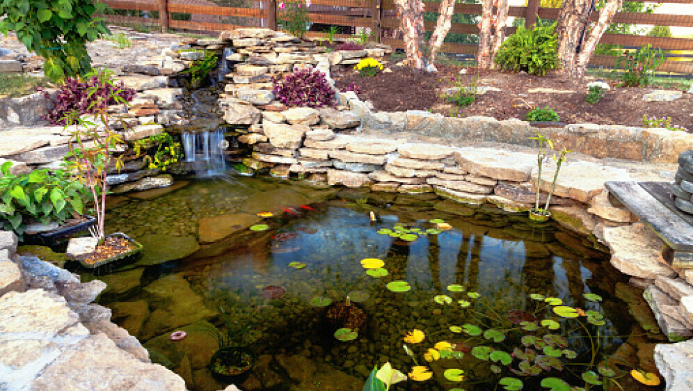 Ukrasni ribnjak, ilustracija