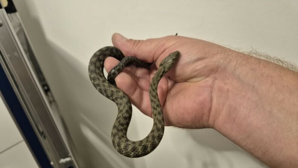 Muškarac iz Zagreba u automobilu pronašao zmiju