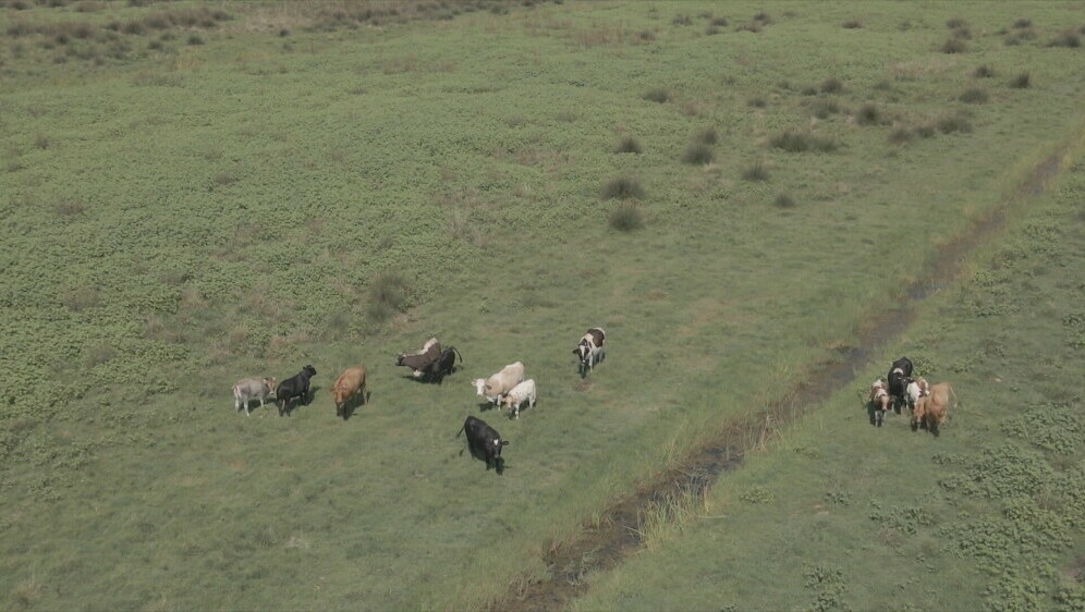 Uginula stoka kod Opuzena - 2