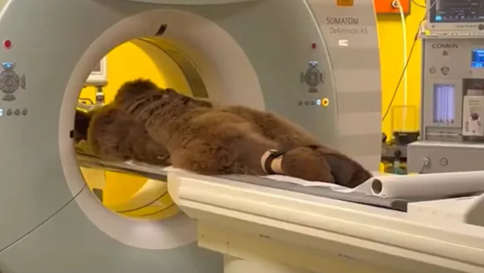 Medvjed Okan na CT-u
