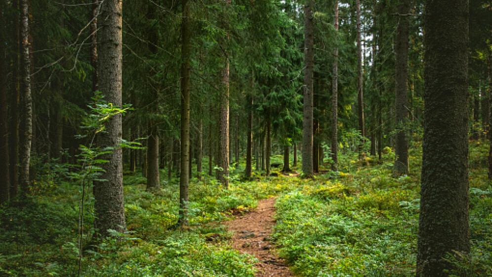 Šumski put, ilustracija