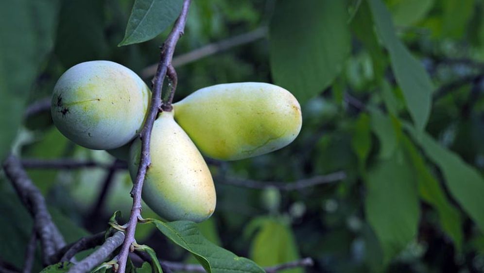 Indijanska banana u Donjoj Bistri na plantaži Ivana Šuloga - 5