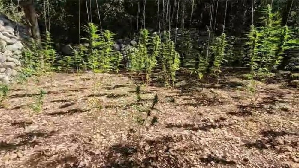 Plantaža marihuane Zaostrog
