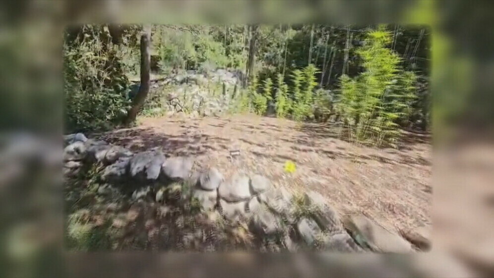 Plantaža marihuane - 1