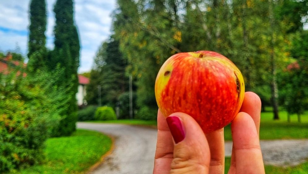 Dan šljiva i Dan jabuka u Gorskom kotaru - 4