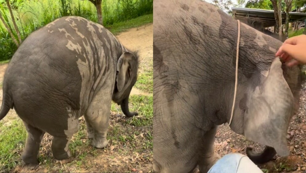 Mali slon u igri s čuvarom