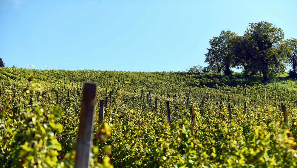 Ilustracija; Vinograd