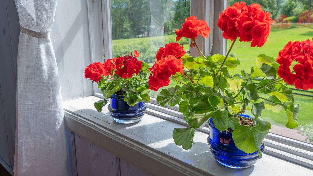 Pelargonije