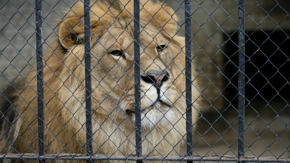 Lav u zoološkom vrtu