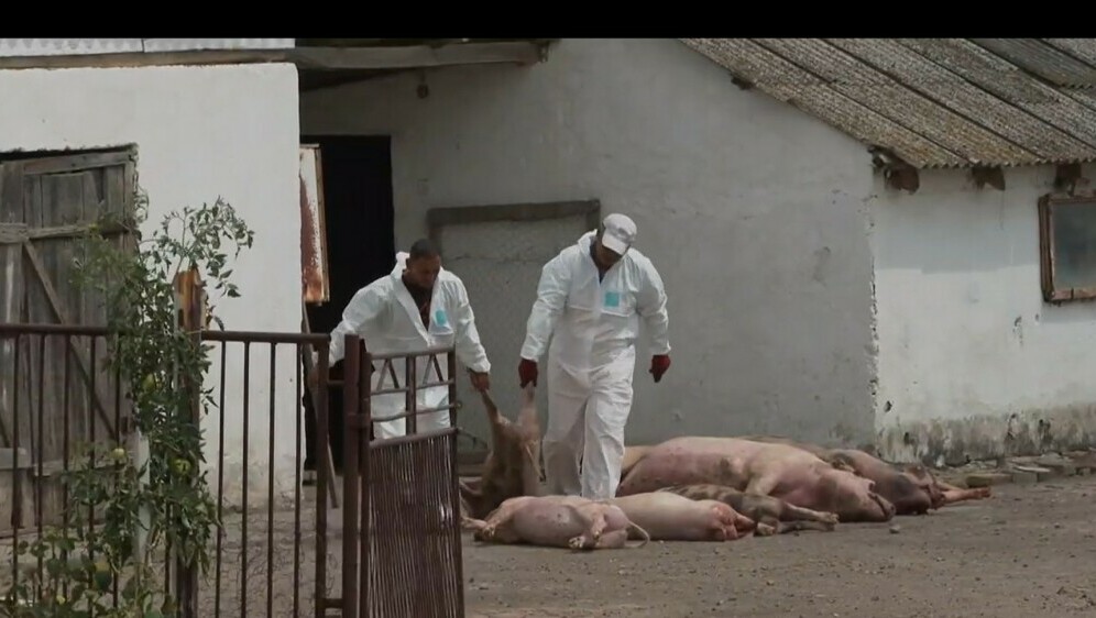 Afrička svinjska kuga se širi - 5