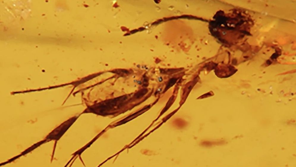 Kukci u 112 milijuna godina starom jantaru - 4