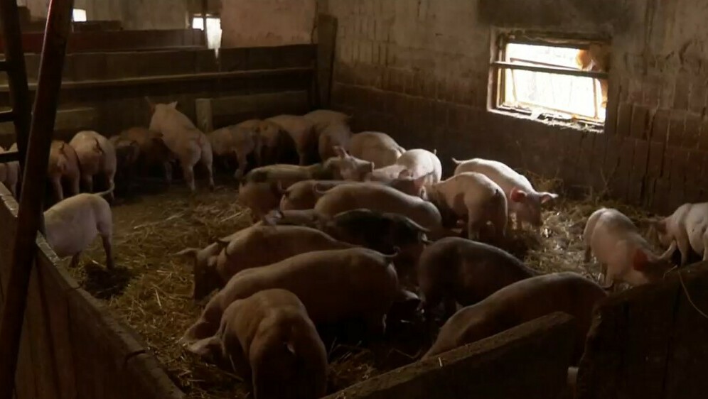 Širi se Afrička svinjska kuga - 4
