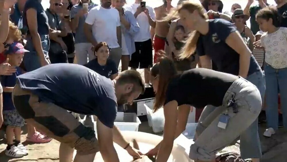 Prvo gnijezdo glavatih želva u Hrvatskoj - 2