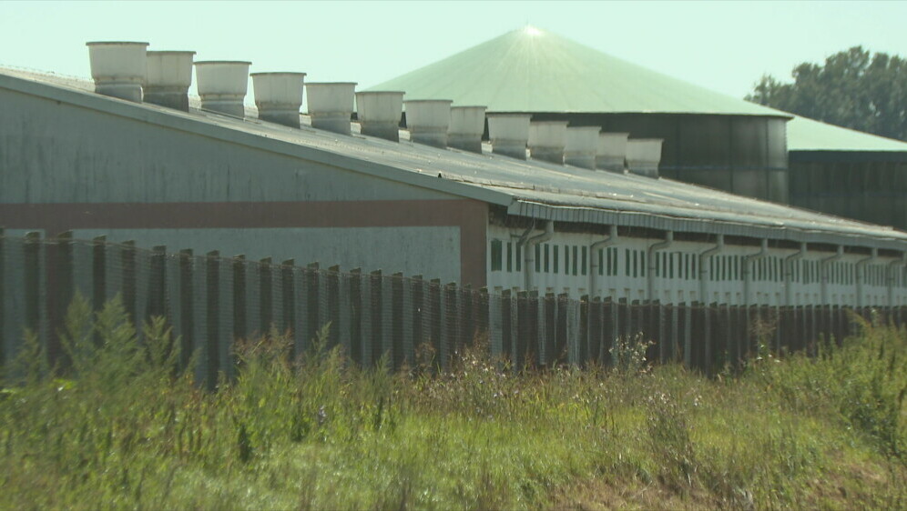 Eutanazija svinja - 1