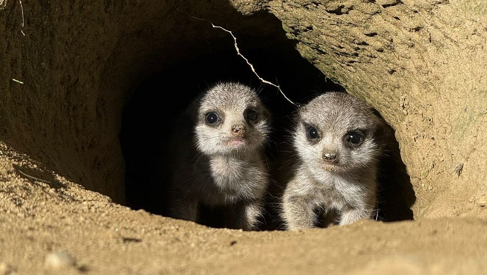 Bebe merkati najslađe su trojke u Zoološkom vrtu Grada Zagreba - 7