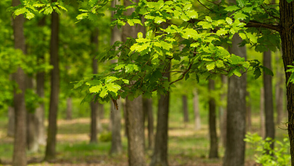 Hrastova šuma, ilustracija