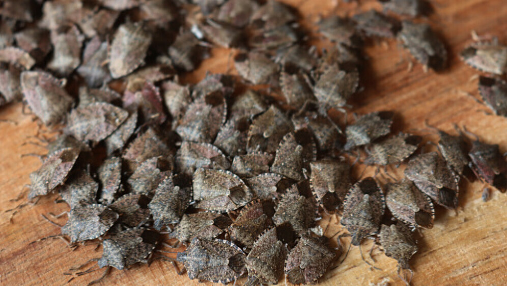 Smrdljivi martin, ilustracija - 2