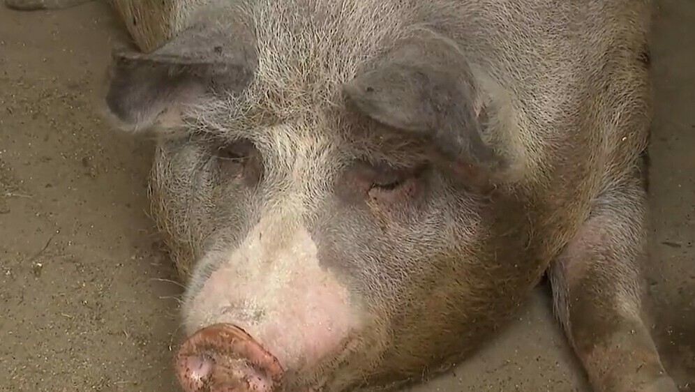 Nastavak eutanazije - 2