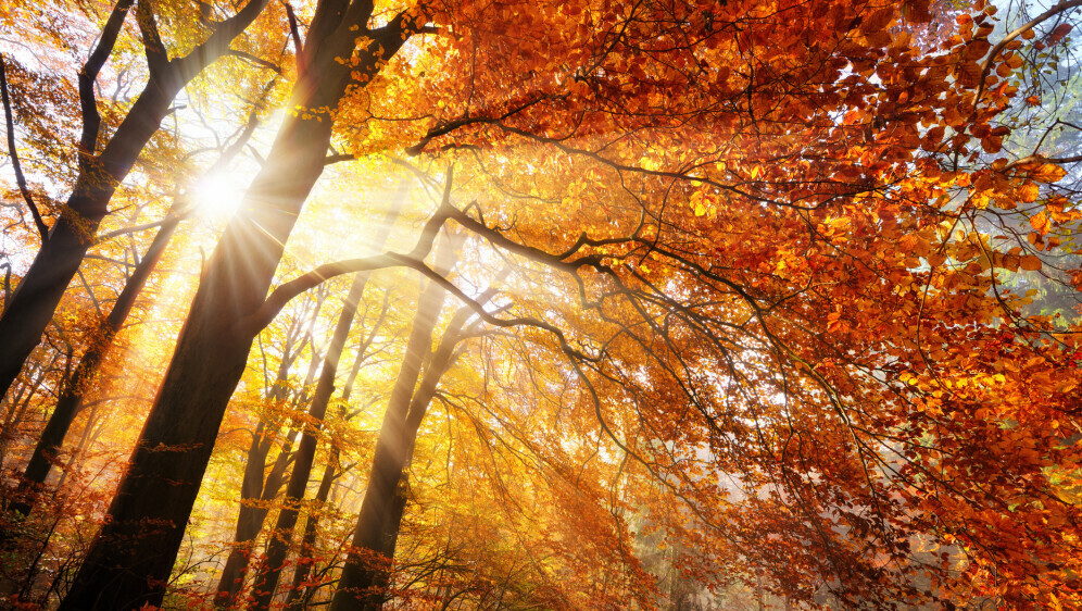 Kako se piše: jesenski ili jesenji