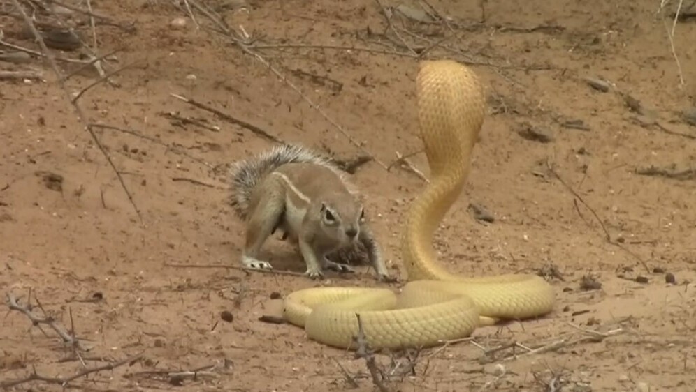 Vjeverica protiv kobre