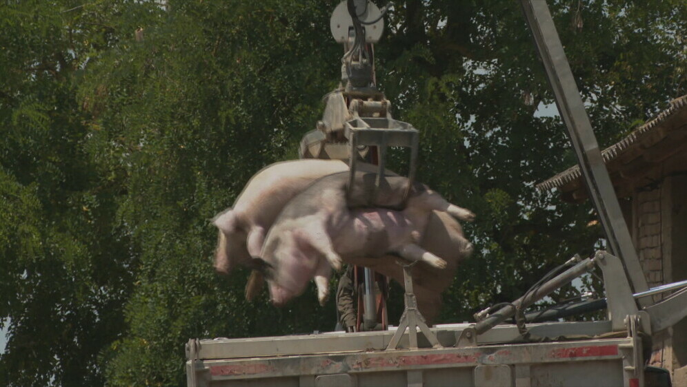 Afrička svinjska kuga - 2