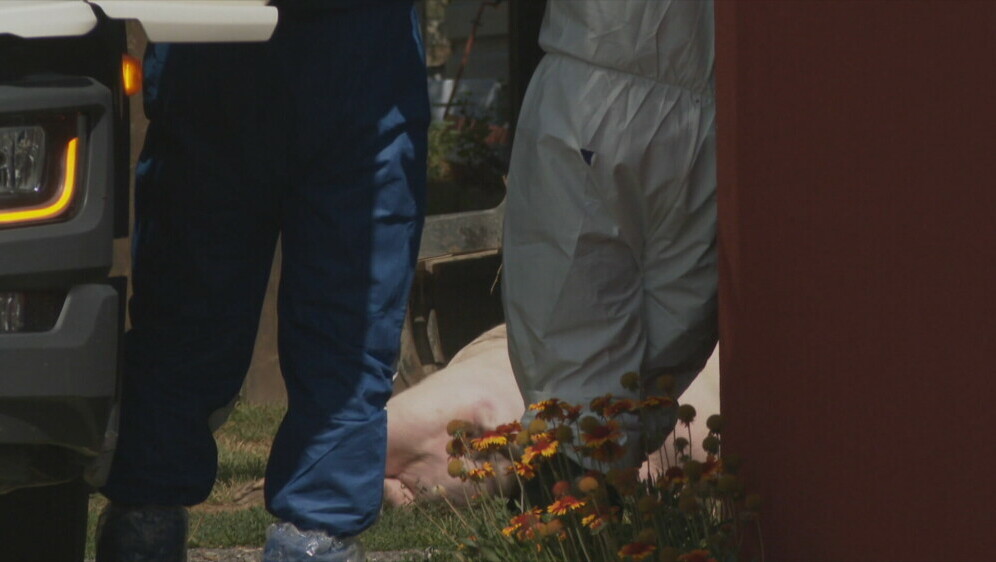 Eutanazija na farmi Sokolovac